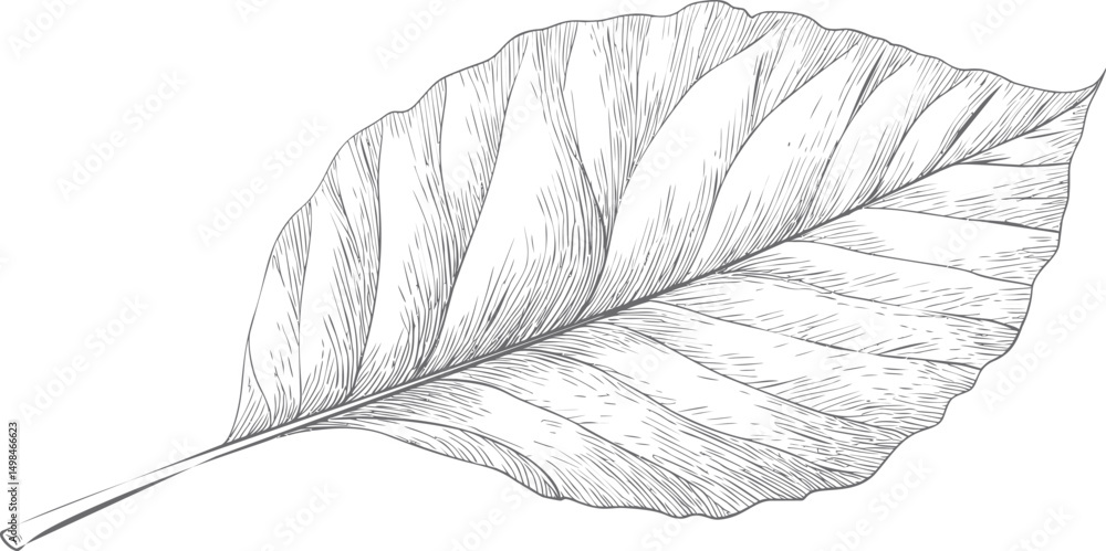 Poster detailed sketch of a single leaf with intricate vein patterns. vector illustration
