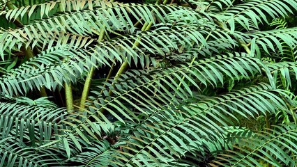 Explore lush green ferns in their habitat, showcasing their beauty and ecosystem role