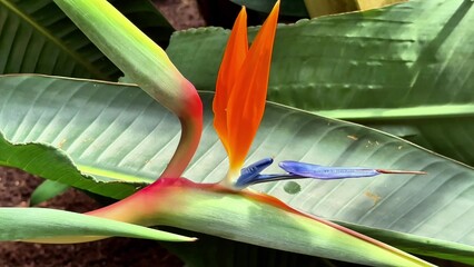 A Gorgeous and Vibrant Bird of Paradise Flower Nestled Among Lush Green Leaves in Nature