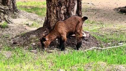 A playful young goat is happily grazing near a large tree in a picturesque rural setting
