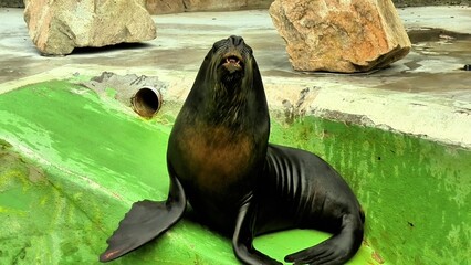 A Playful Sea Lion Living and Thriving in its Natural Habitat Setting by the Ocean Beach