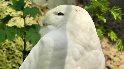 A Serene White Owl gracefully perched in its Natural Habitat surrounded by lush greenery