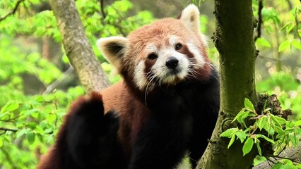 Naklejka premium A Red Panda is seen in its natural habitat, surrounded by lush green leaves and plants