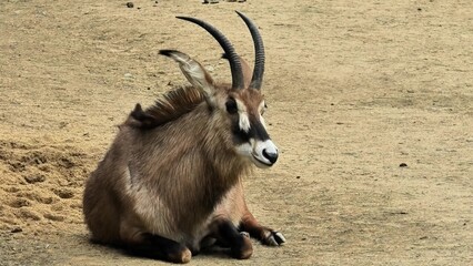 Relaxed Waterbuck in Its Natural Habitat, Stunning Wildlife Photograph Captured in Nature