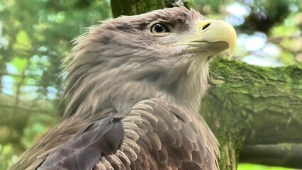 The Majestic Eagle in Nature A Closeup View of Its Stunning Beauty and Strength