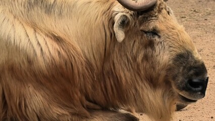 Fototapeta premium A Majestic Asian Yak is comfortably Relaxing in its Natural Habitat amidst gorgeous scenery