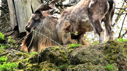 Fototapeta premium A Majestic Goat Grazing Gracefully on Rugged Rocky Terrain in its Natural Habitat