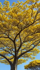 Fototapeta premium Majestic Golden Trumpet Tree Canopy against a serene blue sky