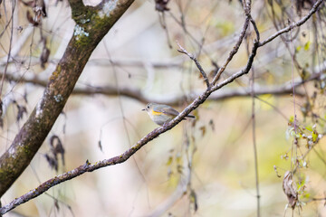 幸せの青い鳥、可愛いルリビタキ（ヒタキ科）
英名学名：Red flanked Bluetail (Tarsiger cyanurus)
紅葉が美しい。
神奈川県清川村、早戸川林道-2024年
