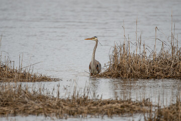 Heron on Hazard road in water