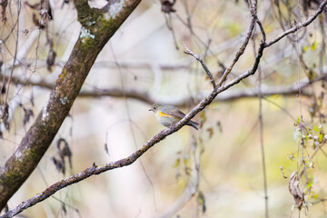 幸せの青い鳥、可愛いルリビタキ（ヒタキ科）
英名学名：Red flanked Bluetail (Tarsiger cyanurus)
紅葉が美しい。
神奈川県清川村、早戸川林道-2024年
