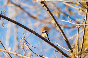 可愛いジョウビタキ（ヒタキ科）
英名学名：Daurian Redstart (Phoenicurus auroreus)
紅葉が美しい。
神奈川県清川村、早戸川林道-2024年
