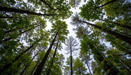 Fototapeta premium Exploring tall trees in a lush forest nature photography from below peaceful environment upward view