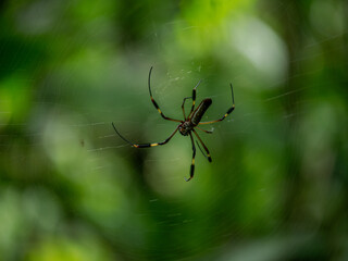 Spider, Costa Rica