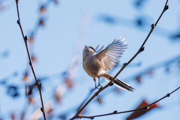 飛び回る可愛いエナガ（エナガ科）の群れ
英名学名：long tailed tit (Aegithalos caudatus)
紅葉が美しい。
神奈川県清川村、早戸川林道-2024年
