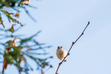 飛び回る可愛いエナガ（エナガ科）の群れ
英名学名：long tailed tit (Aegithalos caudatus)
紅葉が美しい。
神奈川県清川村、早戸川林道-2024年
