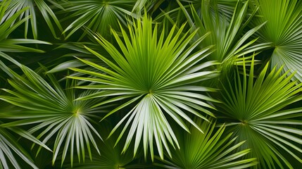 Lush green palm fronds in a dense cluster.
