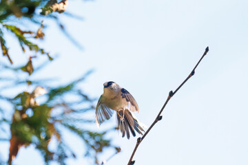飛び回る可愛いエナガ（エナガ科）の群れ
英名学名：long tailed tit (Aegithalos caudatus)
紅葉が美しい。
神奈川県清川村、早戸川林道-2024年
