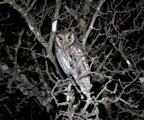 Tropical Screech Owl (Megascops choliba) Camouflaged and looking directly at the camera in Nocturnal Forest from Punta Indio, Buenos Aires, Argentina. 