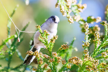 飛び回る可愛いエナガ（エナガ科）の群れ
英名学名：long tailed tit (Aegithalos caudatus)
紅葉が美しい。
神奈川県清川村、早戸川林道-2024年
