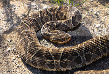 Urutú crossed pit viper snake photography on a sunny day in Buenos Aires, Argentina. (Bothrops alternatus)
