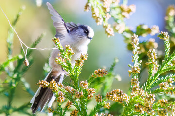 飛び回る可愛いエナガ（エナガ科）の群れ
英名学名：long tailed tit...