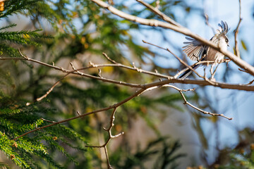飛び回る可愛いエナガ（エナガ科）の群れ
英名学名：long tailed tit (Aegithalos caudatus)
紅葉が美しい。
神奈川県清川村、早戸川林道-2024年
