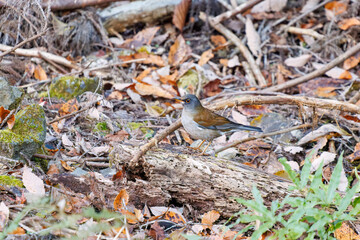 餌を探す可愛いシロハラ（ヒタキ科）
英名学名：Pale Thrush (Turdus pallidus, family comprising thrushes)
紅葉が美しい。
神奈川県清川村、早戸川林道-2024年
