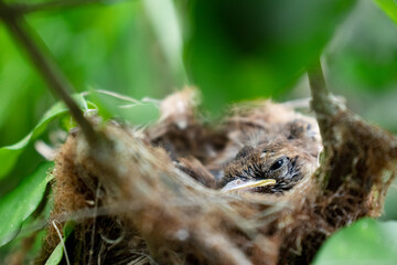 Cute Baby Bird in Nest Hidden Among Green Leaves in Delta, Buenos Aires, Argentina. 


