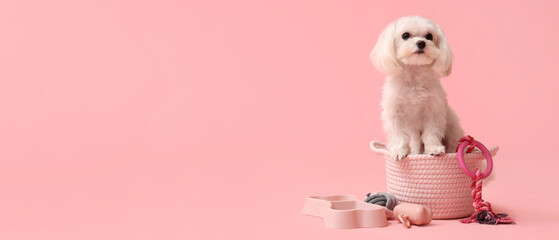 Cute Bolognese dog in braided bag with toys on pink background