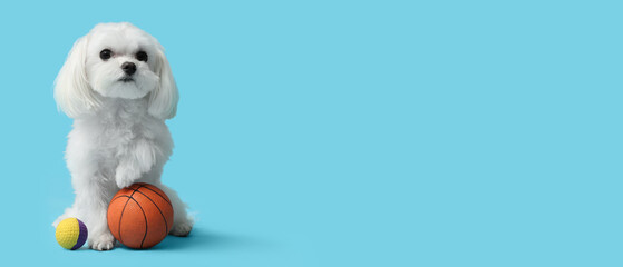 Cute Bolognese dog with balls on blue background