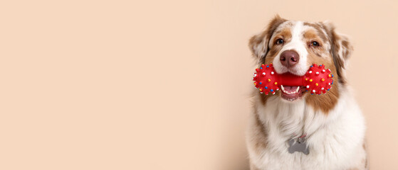 Cute Australian Shepherd dog with toy sitting near beige wall