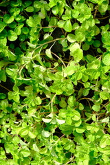 Pilea nummulariifolia is an evergreen herbaceous plant commonly known as creeping charlie native to...