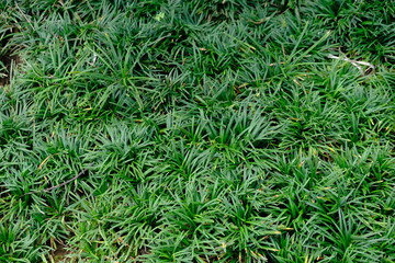 Carex morrowii is a species of grass-like plant belonging to the Cyperaceae family. blurred image