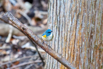 幸せの青い鳥、可愛いルリビタキ（ヒタキ科）
英名学名：Red flanked Bluetail (Tarsiger cyanurus)
紅葉が美しい。
神奈川県清川村、早戸川林道-2024年
