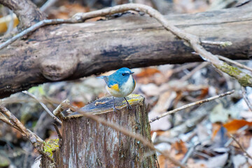 幸せの青い鳥、可愛いルリビタキ（ヒタキ科）
英名学名：Red flanked Bluetail...