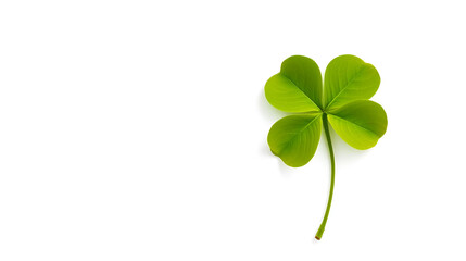 Four leaf clover on a white background. St. Patrick's Day celebration, luck and fortune concept, copy space