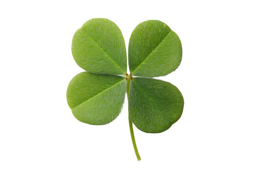 Close-up of fresh four-leaf clover on black background, cut out