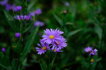 Obraz premium Symphyotrichum dumosum is a species of flowering plant in the Asteraceae family commonly known as rice button aster and bushy aster.