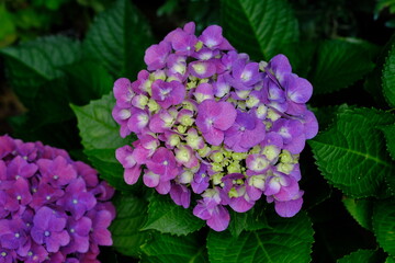 Hydrangea macrophylla is a species of flowering plant in the family Hydrangeaceae, native to Japan. Common names include bokor flower, bakor flower and hortensia. blurred image