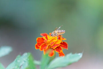 Honeybee on marigold sucking the nectar