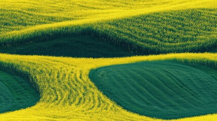 Aerial view captures undulating landscape with vibrant yellow canola fields and lush green pastures serene beauty