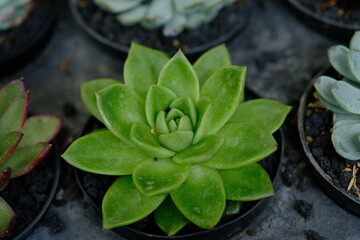 Echeveria elegans is a species of flowering plant in the family Crassulaceae, native to semi-desert...
