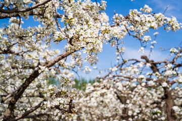Pear flowers bloom in spring