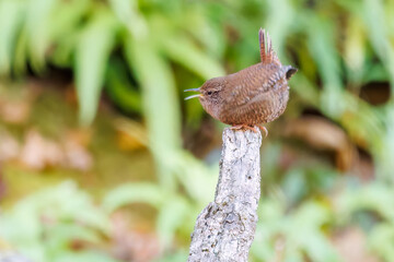 小さい体なのに大きな声で必死にさえずる可愛いミソサザイ（ミソサザイ科）
英名学名：Eurasian Wren (Troglodytes troglodytes)
紅葉が美しい。
神奈川県清川村、早戸川林道-2024年
