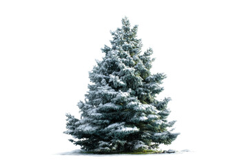 Fototapeta premium Snow-covered evergreen christmas tree in winter landscape, cut out
