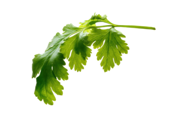Fresh green cilantro isolated on black background with detailed leaf texture, cut out