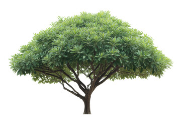 Lush green tree with dense foliage and sturdy branches on white background, cut out