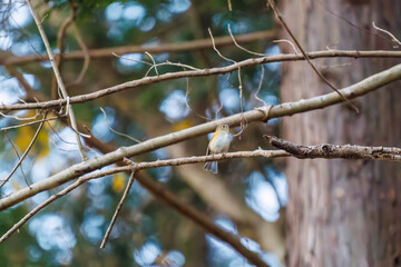 幸せの青い鳥、可愛いルリビタキ（ヒタキ科）
英名学名：Red flanked Bluetail (Tarsiger cyanurus)
紅葉が美しい。
神奈川県清川村、早戸川林道-2024年
