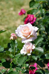 バラ「シュシュ」Rose 